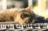 IMG 4018 Cat lying on a basket